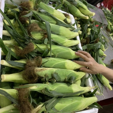 爆浆水果玉米，可以直接吃的玉米