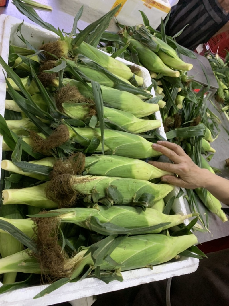 爆浆水果玉米，可以直接吃的玉米