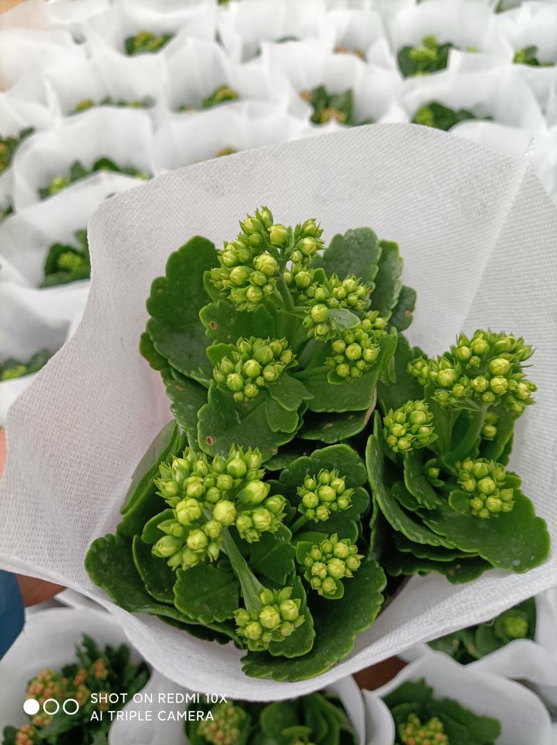 青州长寿花/种植基地发货/品相优/颜色齐全大量出货实惠