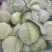 甘肃甘蓝精品圆包菜甘蓝，大量上市，货源充足全国发货