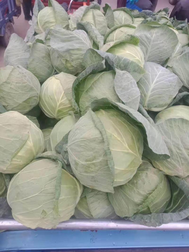 甘肃甘蓝精品圆包菜甘蓝，大量上市，货源充足全国发货