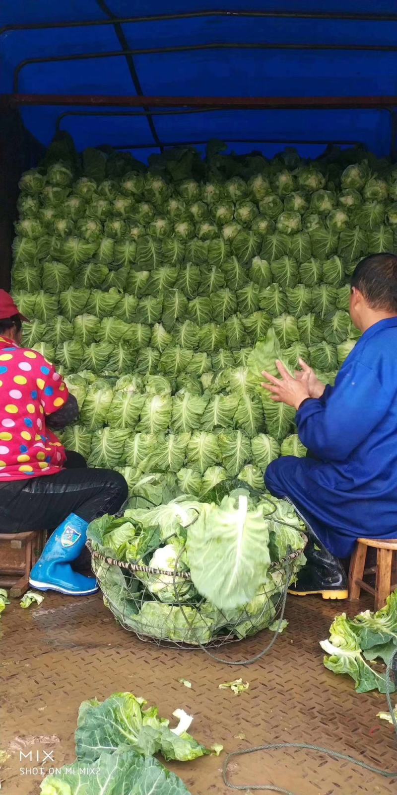 牛心甘蓝规格齐全一手货源全国代销