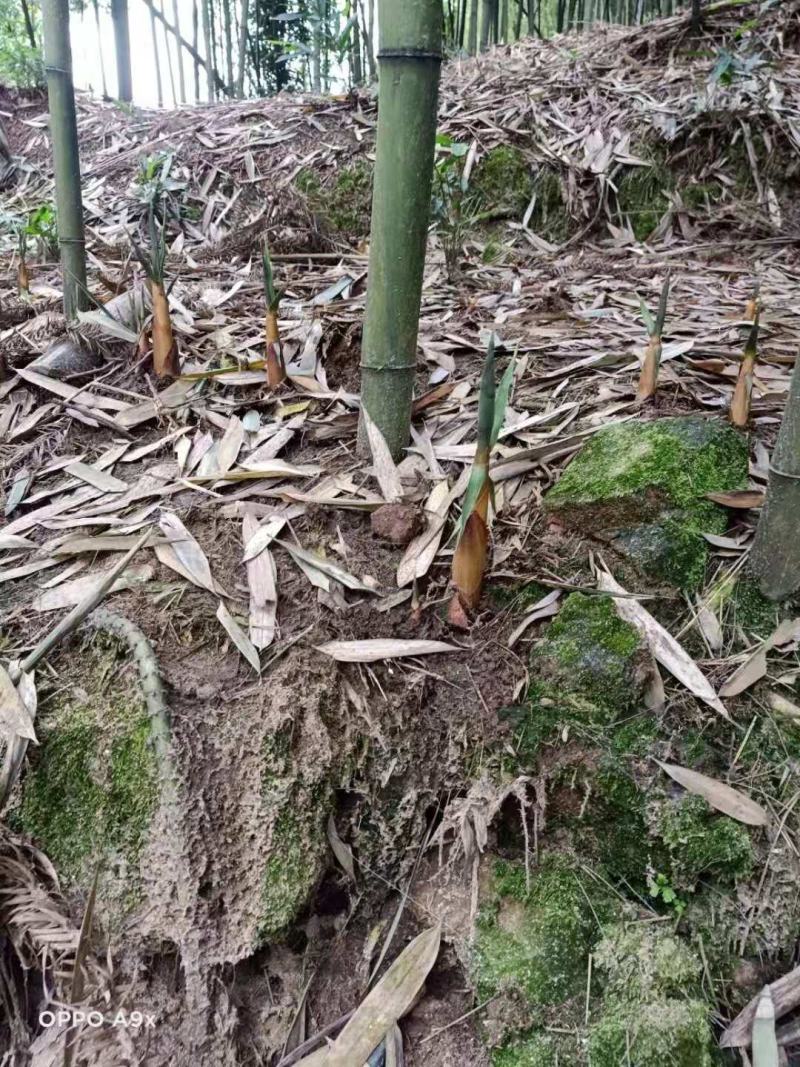 高山苦笋，优质甜苦笋，尝新了，欢迎下单联系！！！