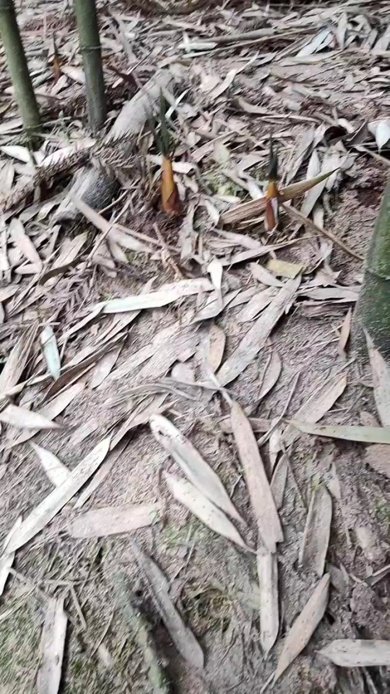 高山苦笋，优质甜苦笋，尝新了，欢迎下单联系！！！