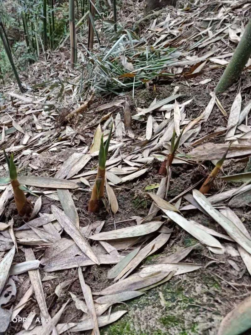 高山苦笋，优质甜苦笋，尝新了，欢迎下单联系！！！