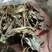 肺形草，常年批发供应冷背中药材，肺形草，正品