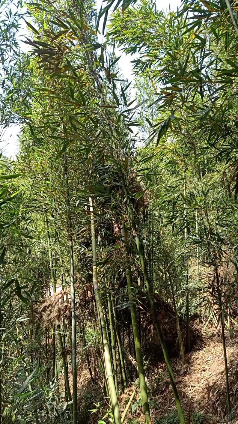苦笋，苦笋，优质鲜货，尝新的伙伴可以联系我，价格美丽！！