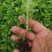 陶菊茶菊苗婺源皇菊穴盘苗