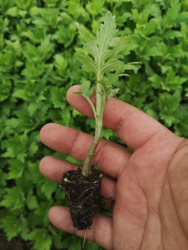 陶菊茶菊苗婺源皇菊穴盘苗