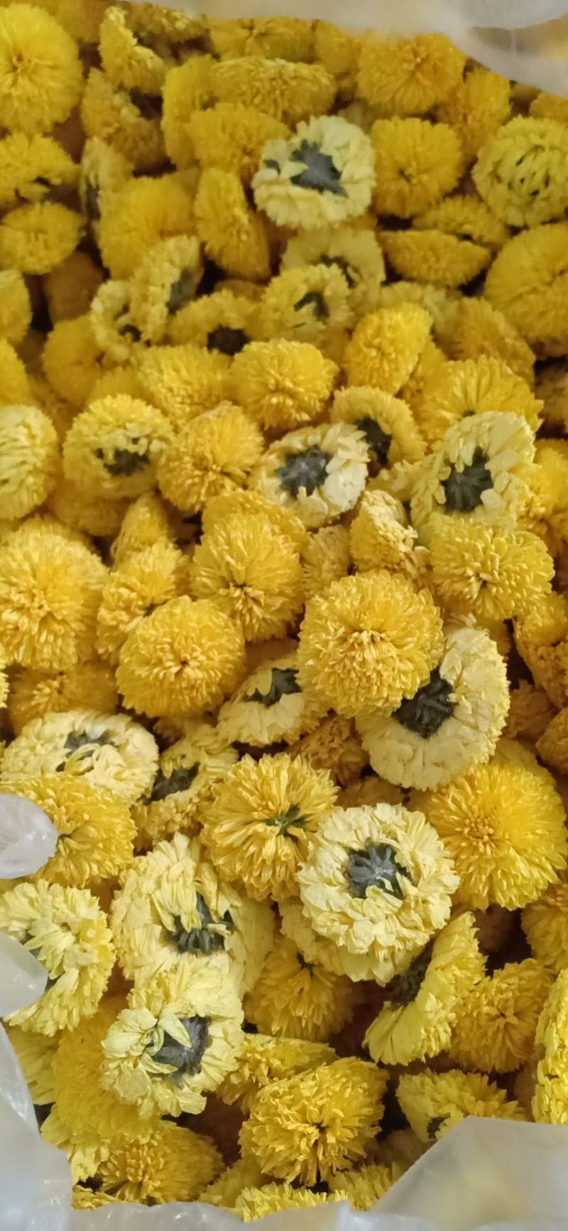 陶菊茶菊苗婺源皇菊穴盘苗