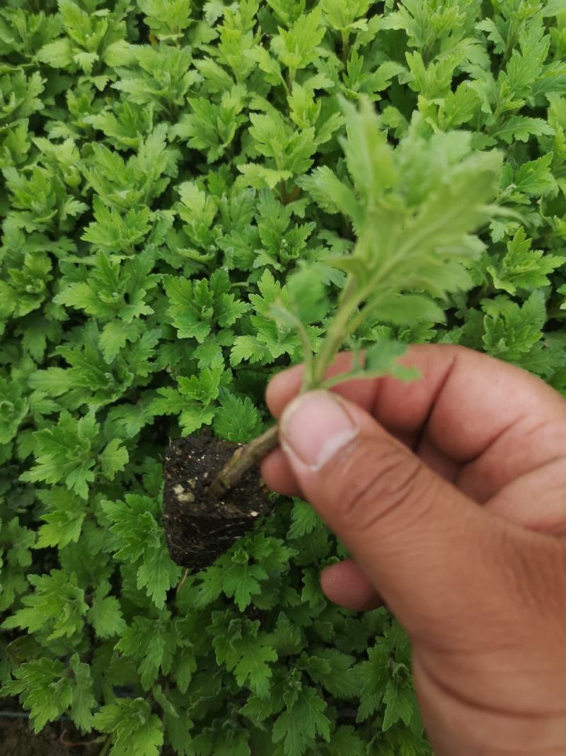 陶菊茶菊苗婺源皇菊穴盘苗