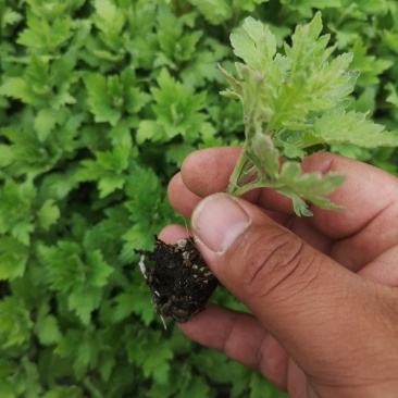陶菊茶菊苗婺源皇菊穴盘苗