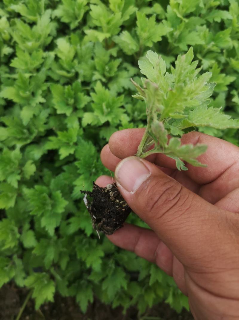 陶菊茶菊苗婺源皇菊穴盘苗