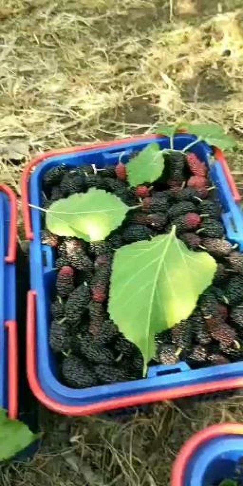 金灶桑葚新鲜现摘现发当季水果泡酒加工等广东省内顺丰包邮