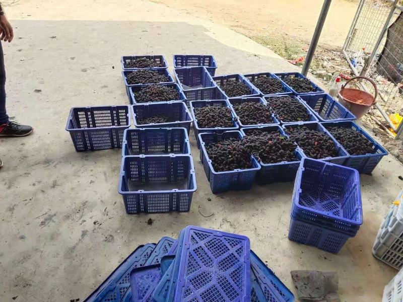 金灶桑葚新鲜现摘现发当季水果泡酒加工等广东省内顺丰包邮