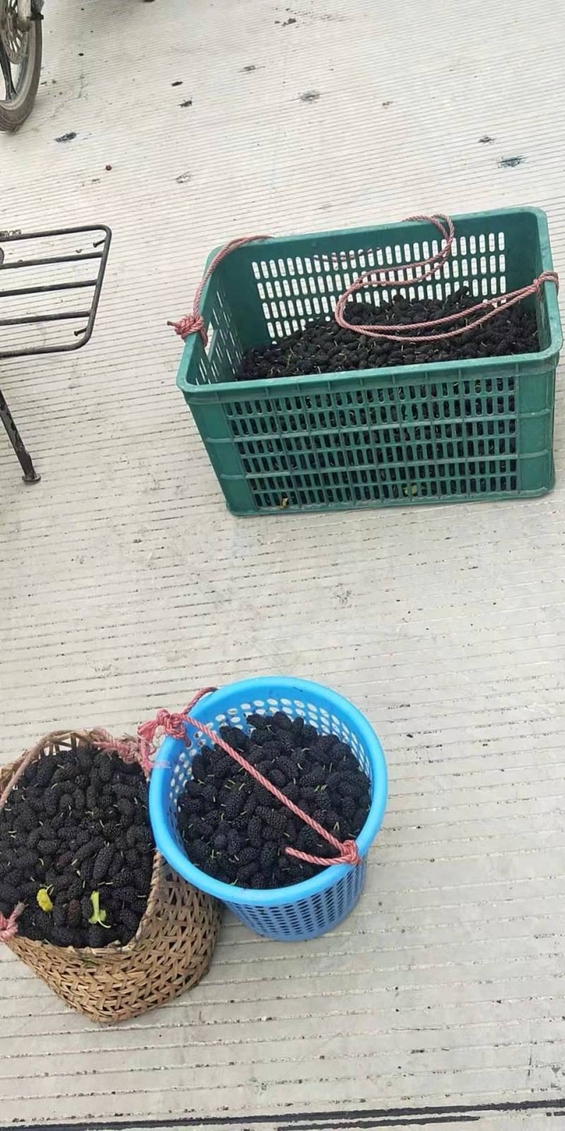 金灶桑葚新鲜现摘现发当季水果泡酒加工等广东省内顺丰包邮