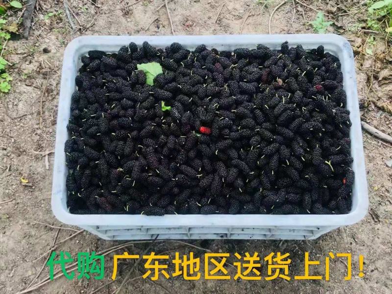 金灶桑葚新鲜现摘现发当季水果泡酒加工等广东省内顺丰包邮