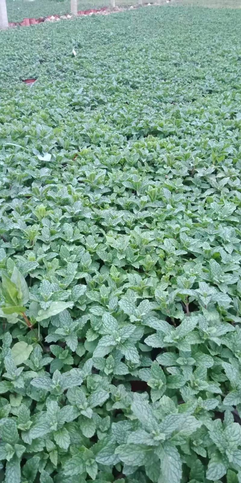 薄荷量大价优欢迎订购