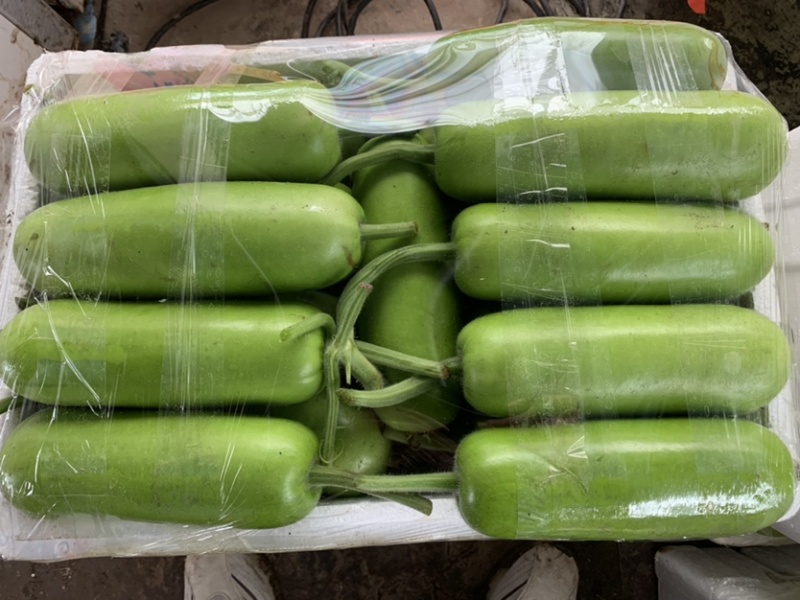 精品瓠瓜品相好产地直供