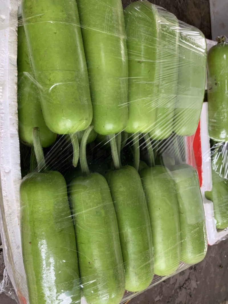 精品瓠瓜品相好产地直供