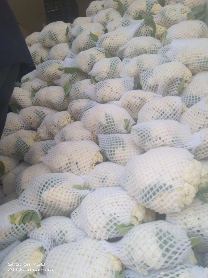 精品有机花菜上市中，量大质优，质量一级，精品，精品