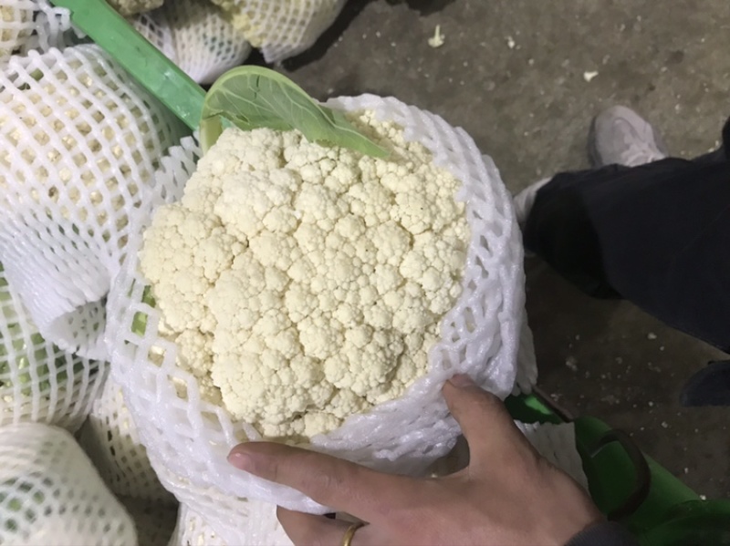精品有机花菜上市中，量大质优，质量一级，精品，精品