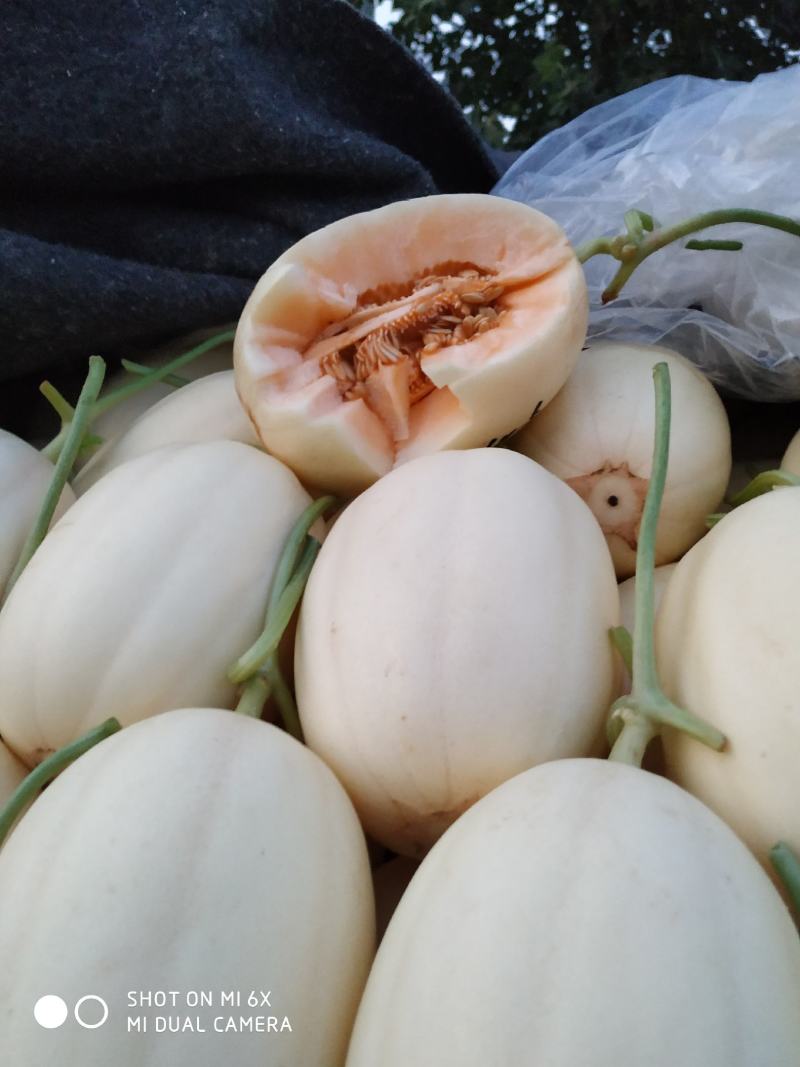 东方蜜1号甜瓜东方密红肉脆梨白皮红肉电话咨询更优惠
