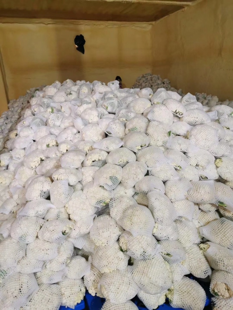 精品有机花菜上市中，量大质优，质量一级，精品，精品