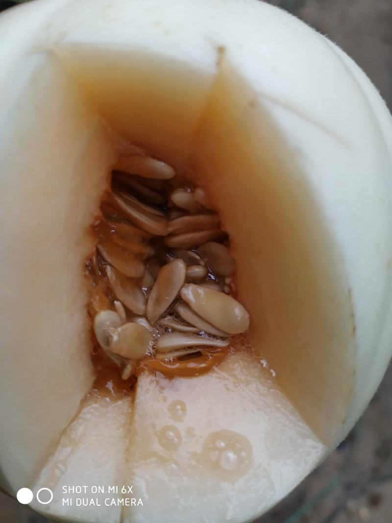 东方蜜1号甜瓜东方密红肉脆梨白皮红肉电话咨询更优惠