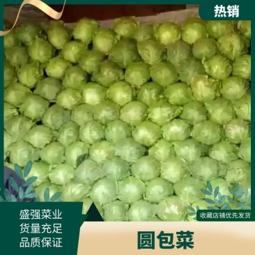 甘兰、包菜，圆包菜，大量上市，欢迎新老顾客选购