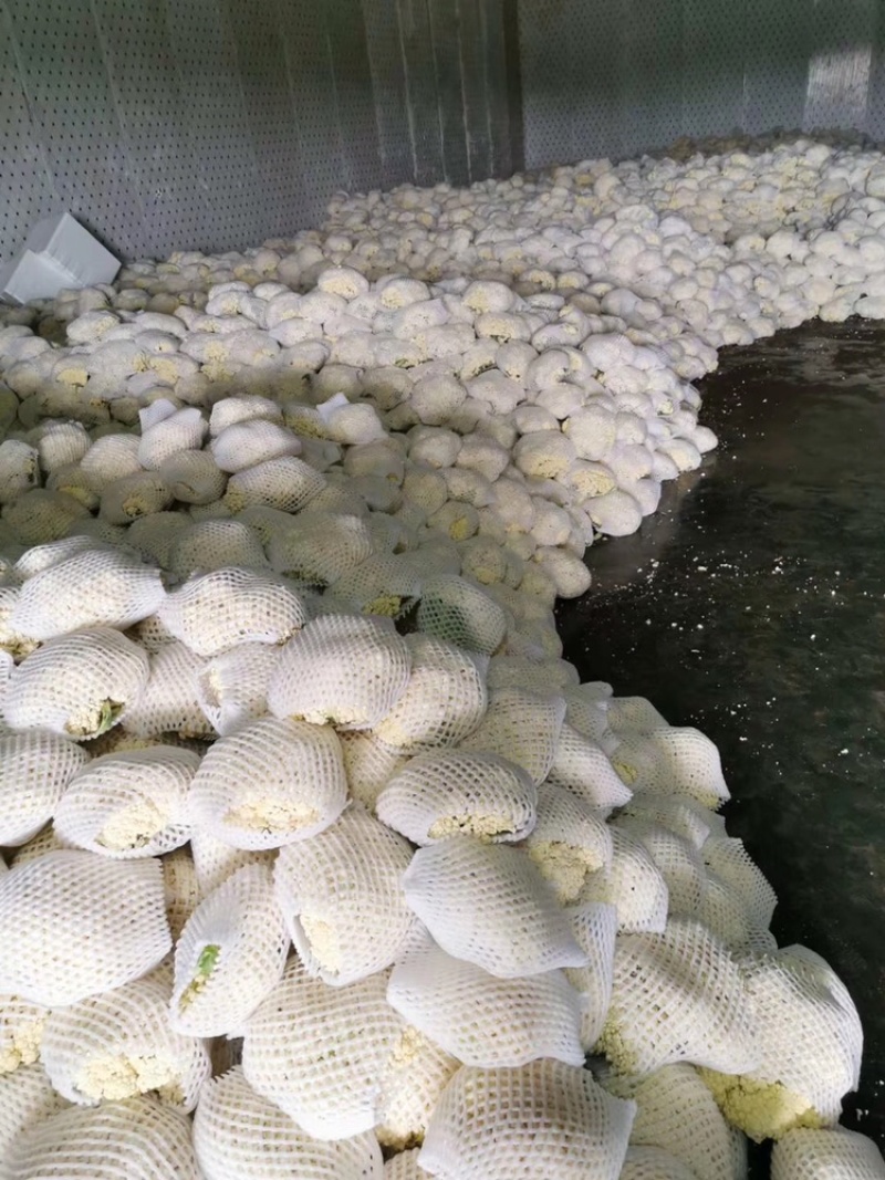 新鲜有机菜花大量上市中！大量现货，质量保证