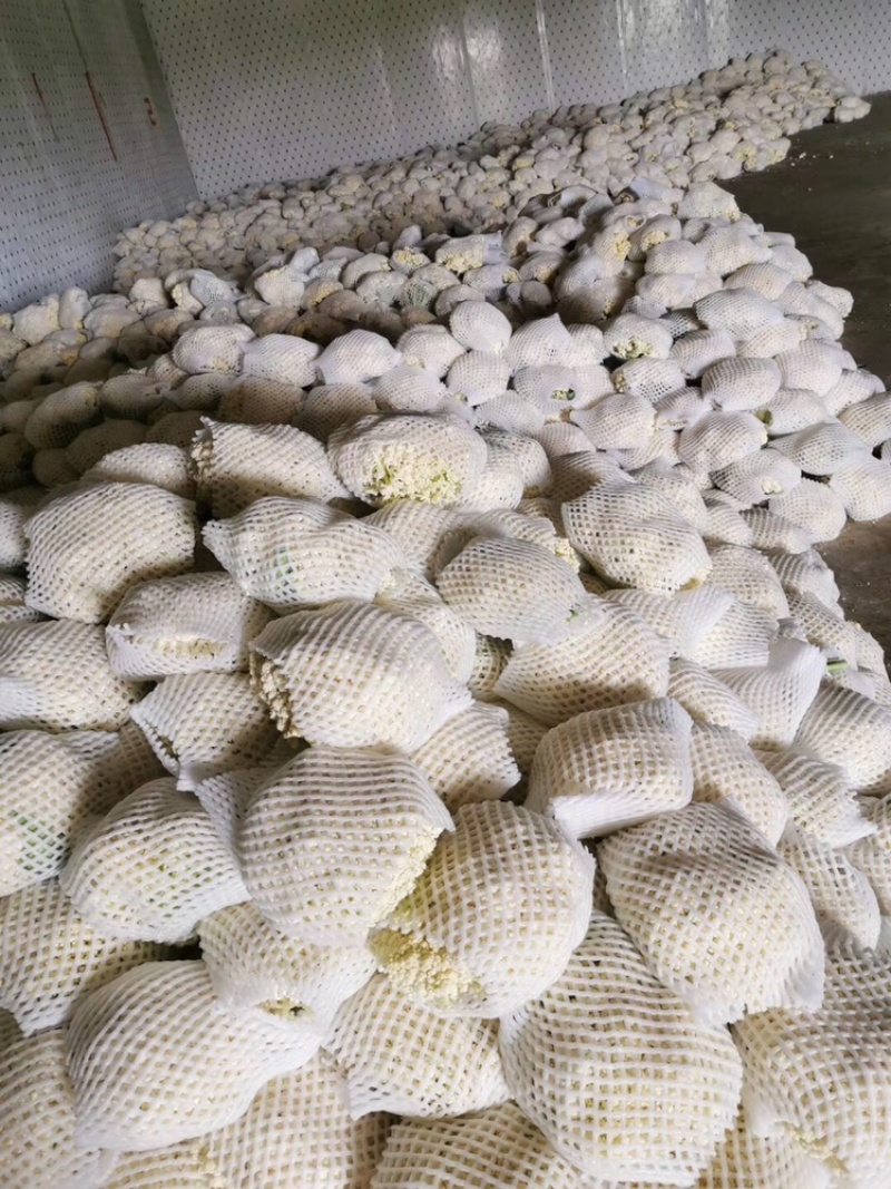 新鲜有机菜花大量上市中！大量现货，质量保证