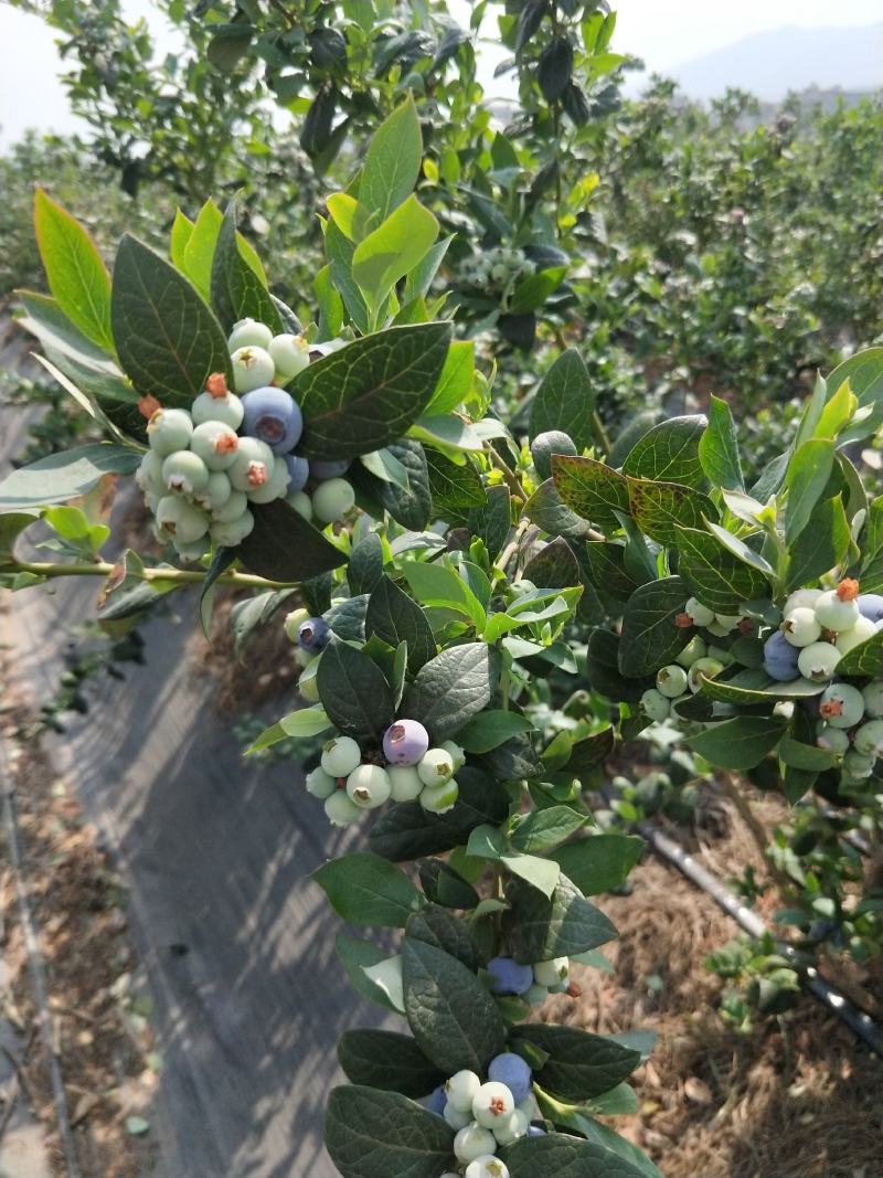 自家基地蓝莓鲜果成熟