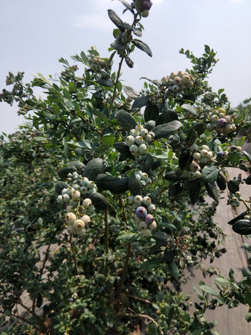 自家基地蓝莓鲜果成熟