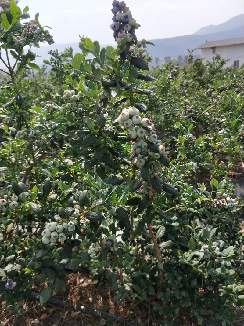 自家基地蓝莓鲜果成熟