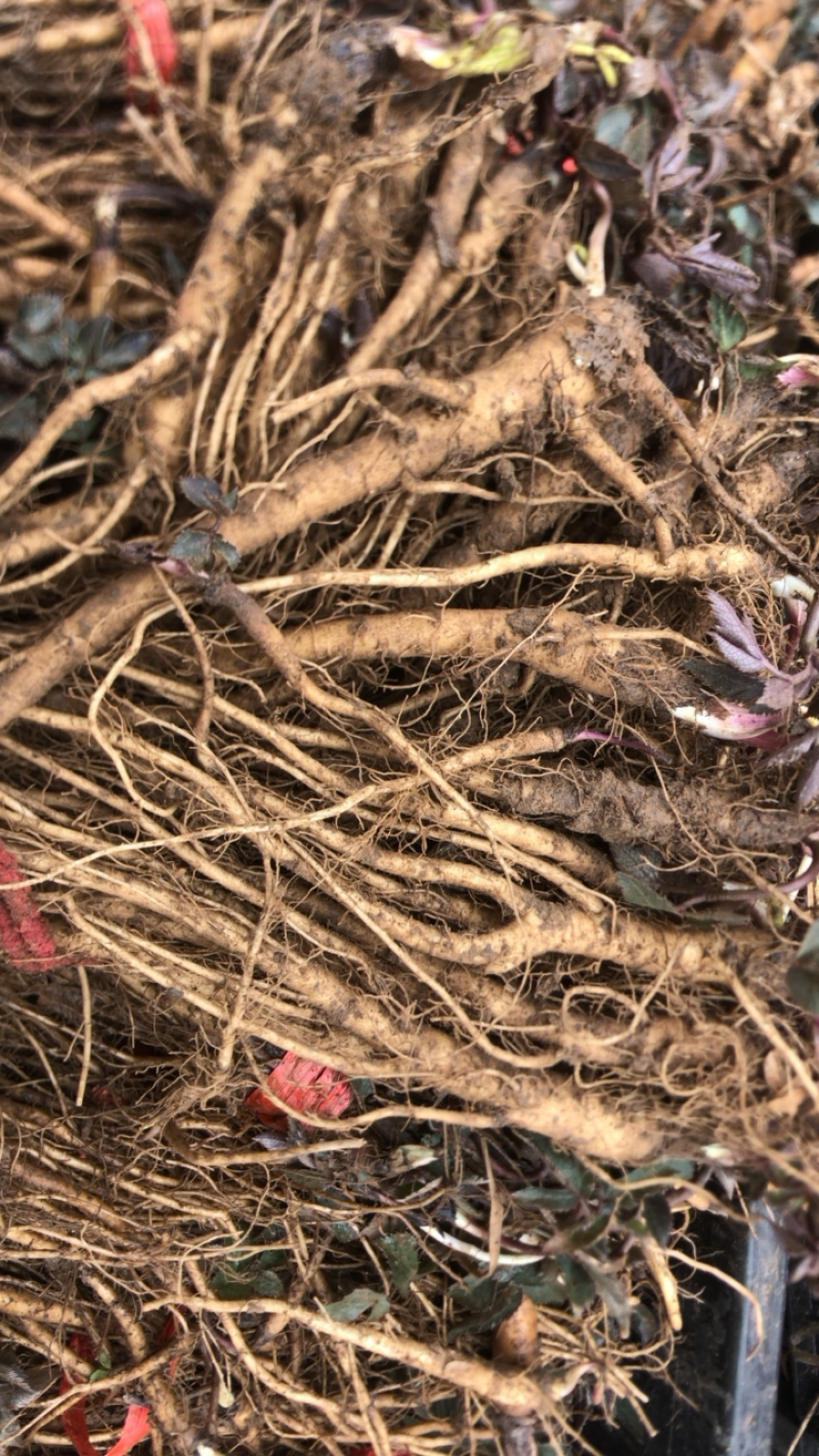 23年肉独活苗大量出售结尾了