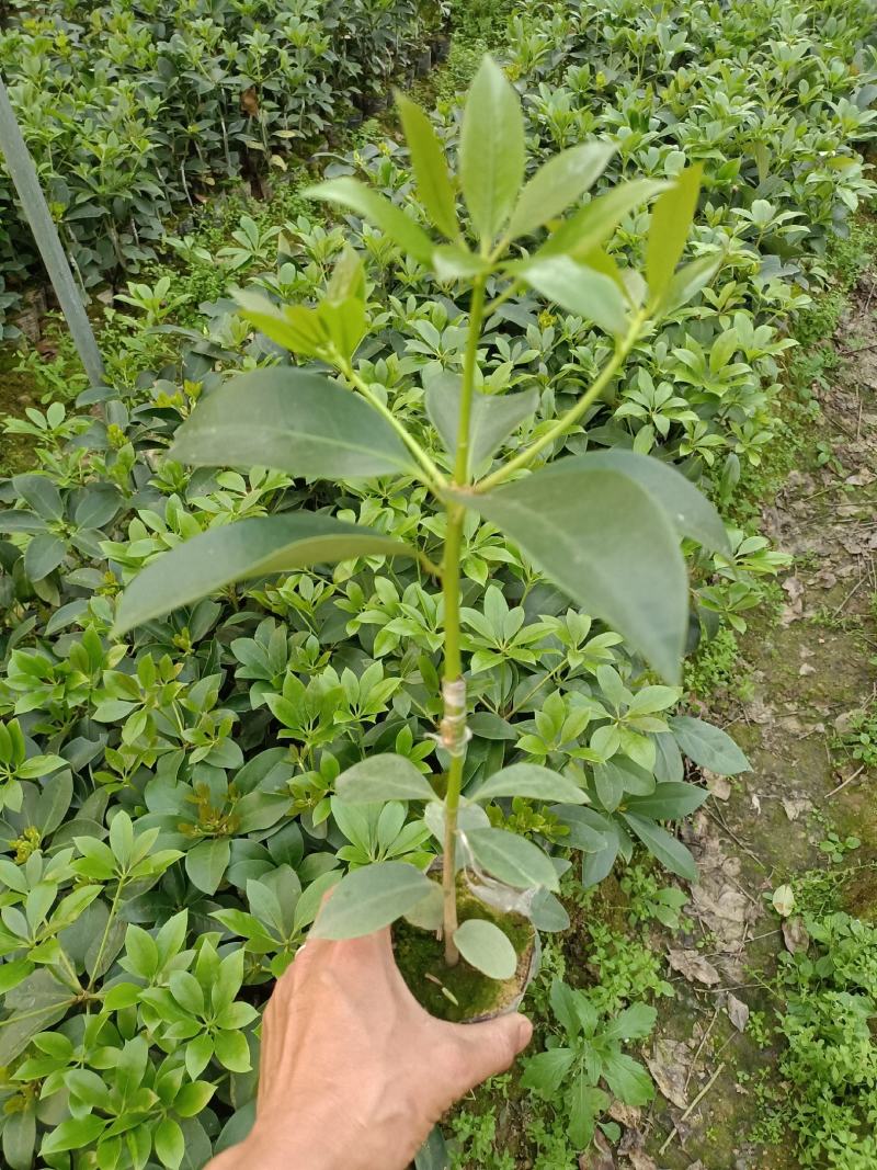 藤县古龙嫁接八角苗（东荣品种）