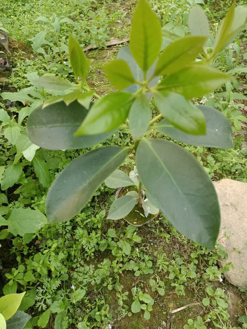 藤县古龙嫁接八角苗（东荣品种）