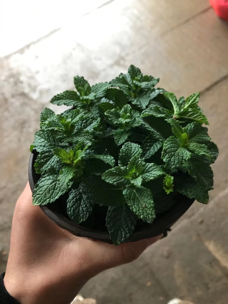 各种花卉盆栽薄荷文竹