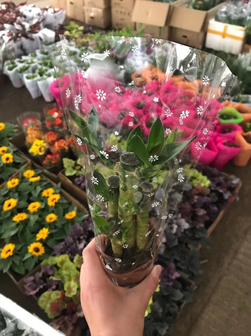 各种花卉盆栽薄荷文竹