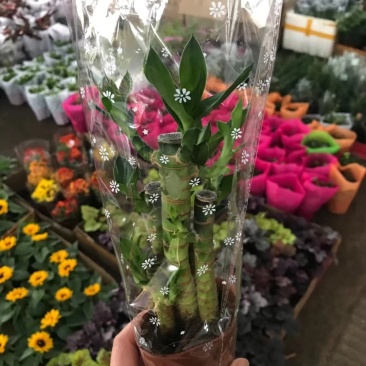 各种花卉盆栽薄荷文竹