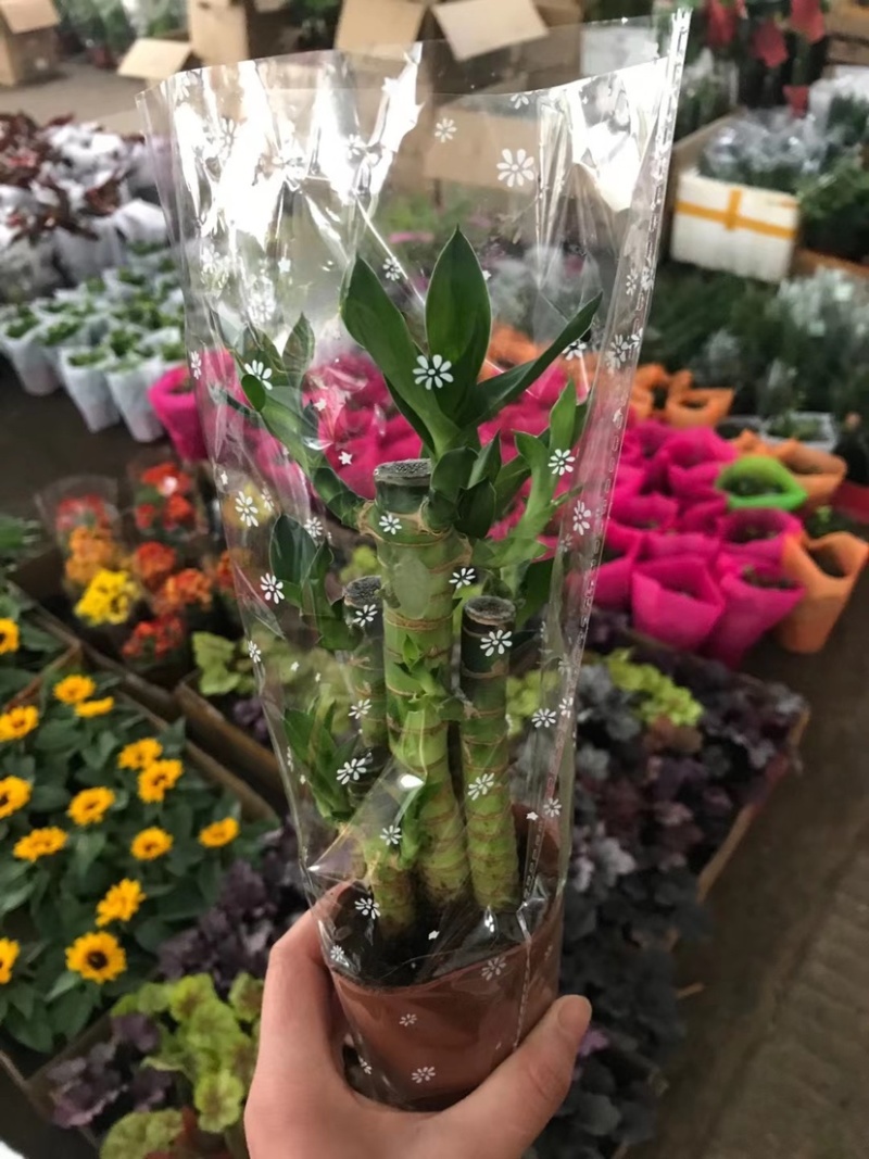 各种花卉盆栽薄荷文竹