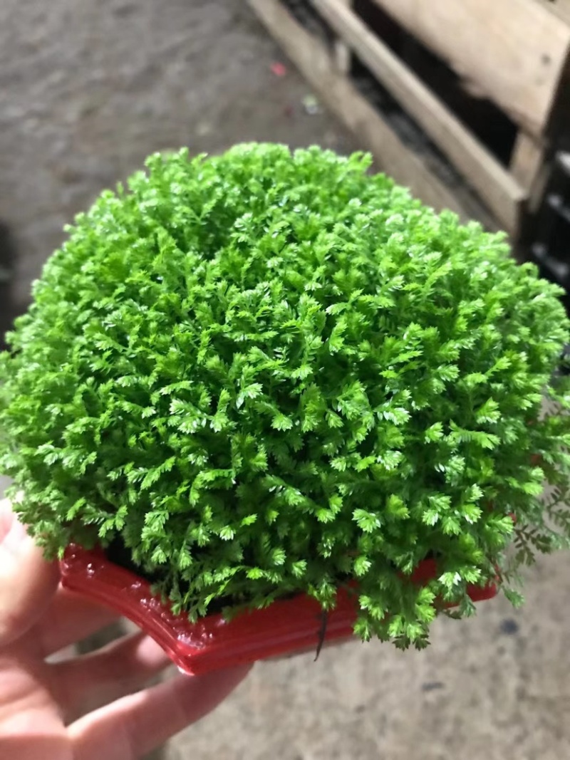 各种花卉盆栽薄荷文竹