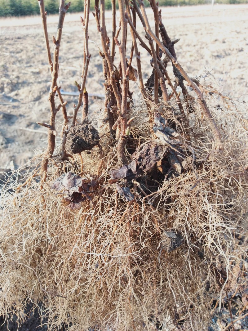 出售优质辽五味子苗欢迎光临