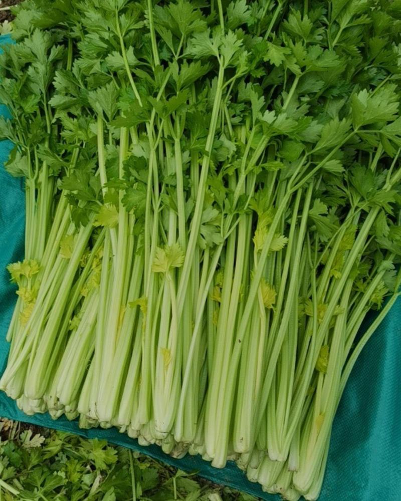 辽宁凌海产地直供芹菜产地直销质量好手工干净各种包装