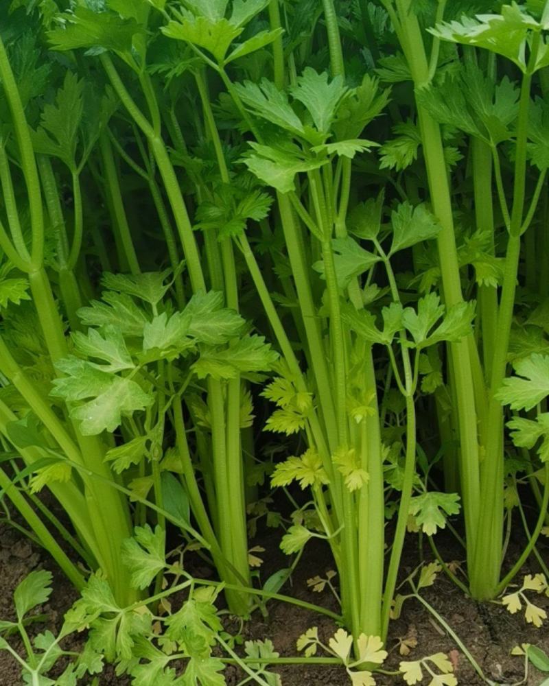 辽宁凌海产地直供芹菜产地直销质量好手工干净各种包装