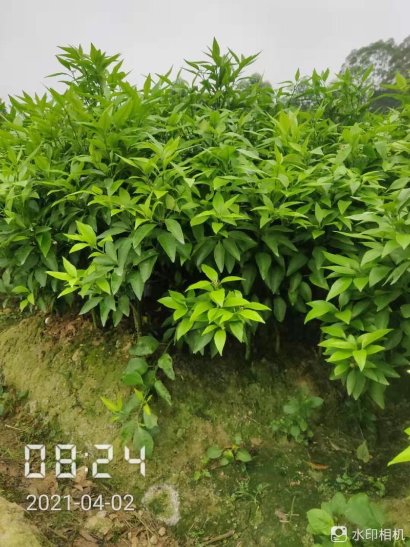 沃柑苗黄美人柑橘苗沙糖桔苗基地直发品质保证，量大从优