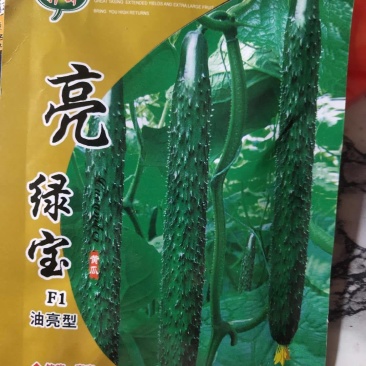 亮绿宝油亮型黄瓜种子