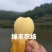 超值好苗正宗宁海白沙枇杷苗粗壮根系发达苗圃直供技术支持