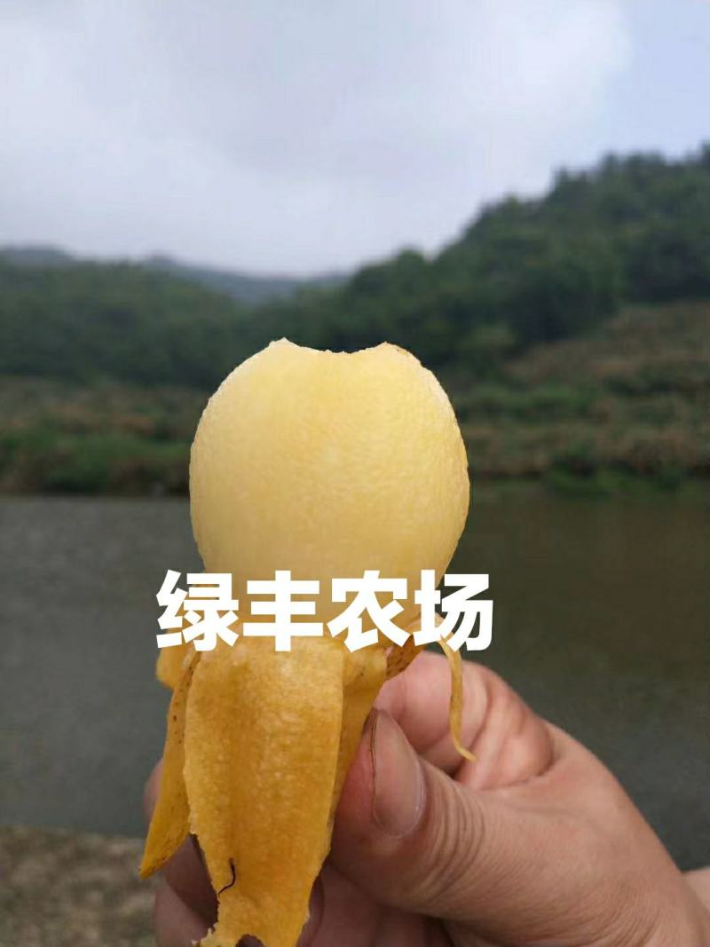 超值好苗正宗宁海白沙枇杷苗粗壮根系发达苗圃直供技术支持